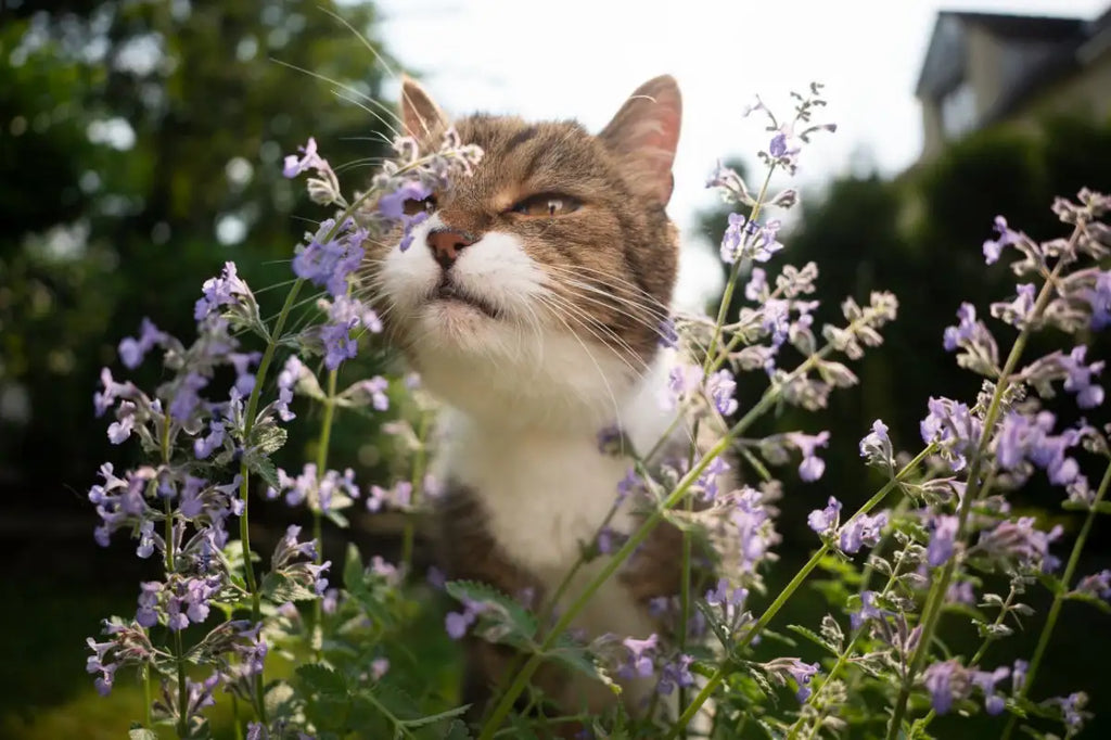 Is Catnip Really Safe for Your Furry Friend? Let’s Find Out!