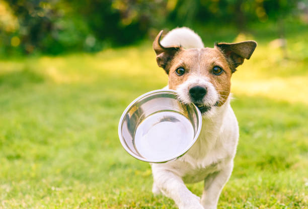 Why You Should Consider Freeze-Dried Pet Food: Benefits for Your Furry Friend