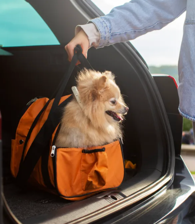 Image of Pet outing Essential