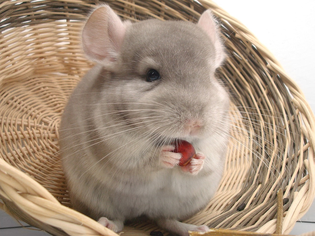 Image of Chinchilla