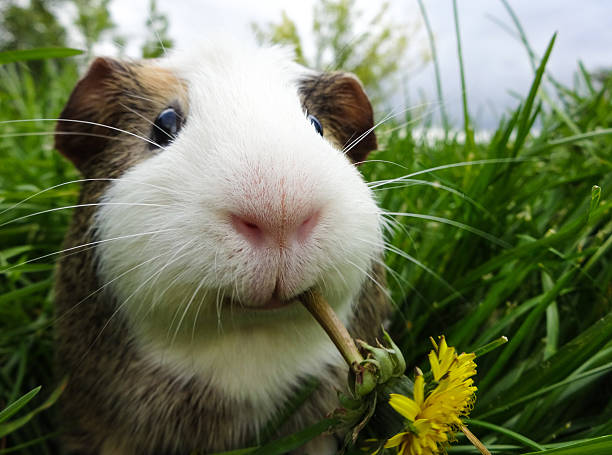 Image of Guinea pig